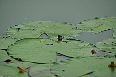 《命运2》玩家在游戏中悼念萨瓦拉配音演员去世